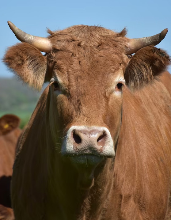 ҩ